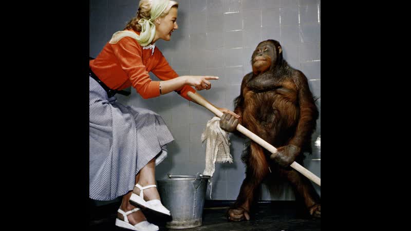 Шимпанзе помогают мыться) ♛ 😜😉► юмор ◄ ╬₪🤣😉●👍🏻 прикол