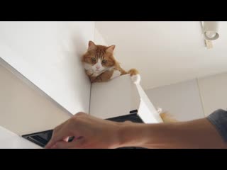 Juns kitchen how i trained my cats | в русской озвучке