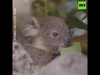 Koala baby im australischen porn