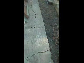 Vid 20200419 112517 mp4