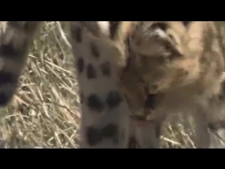 Serval vs snakes