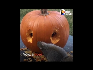 Squirrel carves his own pumpkin the dodo