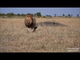 Earless, one of the largest male lions, a son of notch or caesar, maasai mara mp4