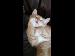 Never particularly been a cat person but i got my first cat and couldn't be happier with him