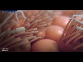 [우리들의이야기] sperm and egg fertilization process [eng cc]