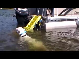 Dogo argentino fetching decoy in water [#аргентинскийдог]