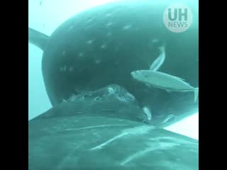 Rare video captures humpback whale nursing behaviors in uh mānoa research