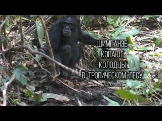 Welldigging in forestliving east african chimpanzees