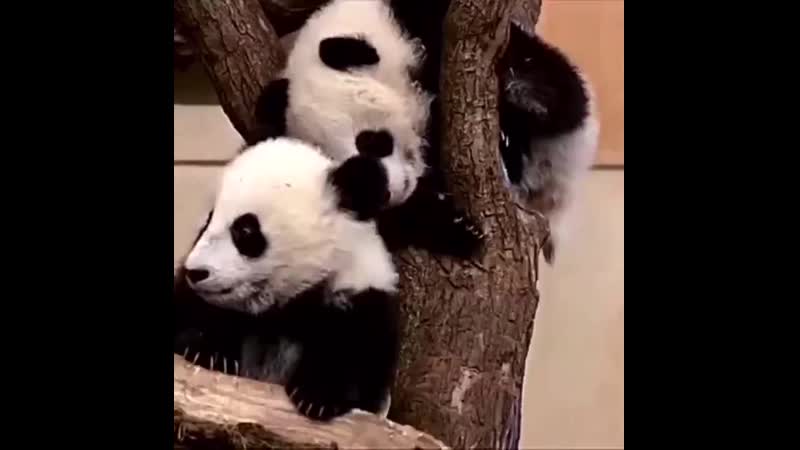 Большие панды едут в москву