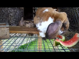 Степа кушает арбуз