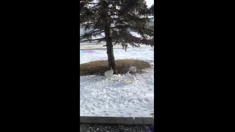 Разборка заячья (vhs video)