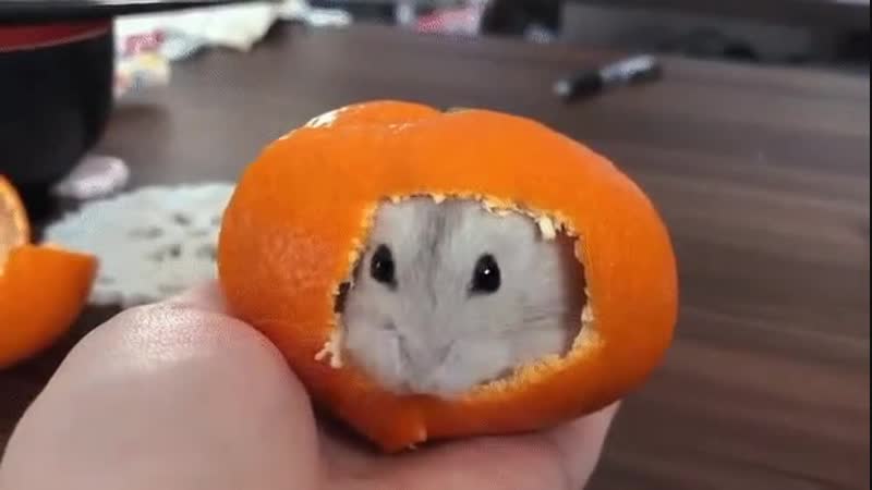 Hamster in the mandarine