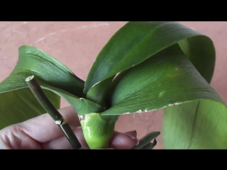 Орхидея без корней с вялыми листьями orchid without roots with dull leaves