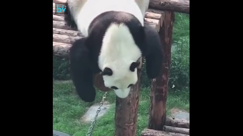 Панды это в основном маленькие пьяные люди, и вот доказательство