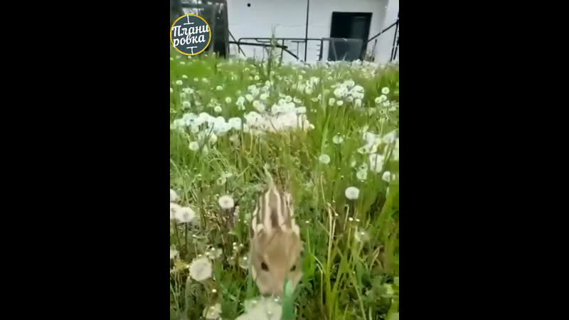 Дикое молодые вырастили в любви и далеко от дикой природы