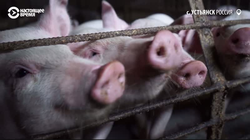 "человек на карте" сельский ветеринар