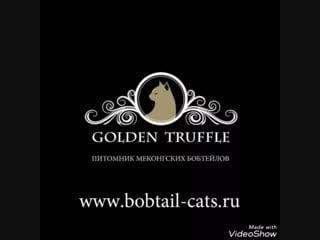 Меконгский бобтейл kingsley golden truffle