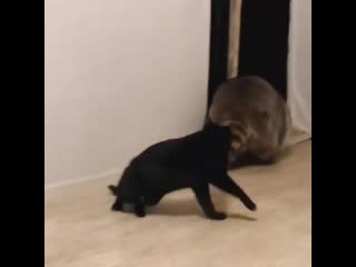 Задавил своим авторитетом 🤣