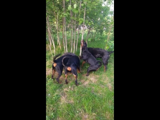 Игрища моих кошечек