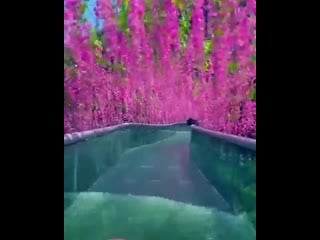 A wisteria covered waterslide in china