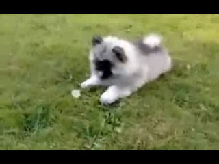 Ожесточенная схватка одуванчиков