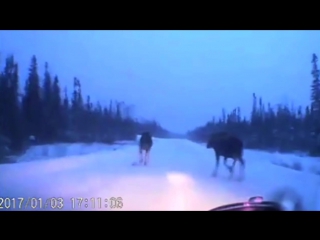 Car narrowly avoids 4 moose on snowy road