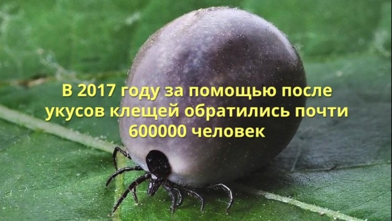 Осторожно, клещ!