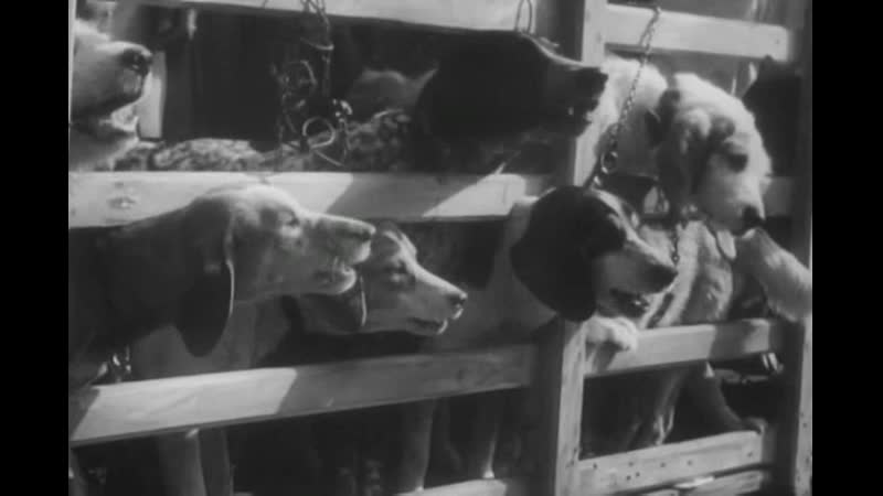 Золотая саламандра (1950) нуар, криминальная драма, мелодрама, приключения роналд ним 720p