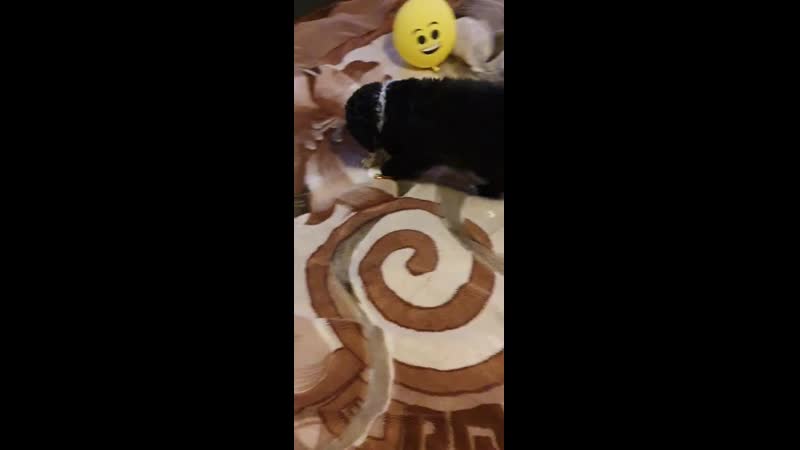 Песик porn video – Мій песик