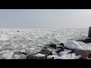 ✔ особое мнение косаток зажало во льдах в стародубском (19 04 2016)