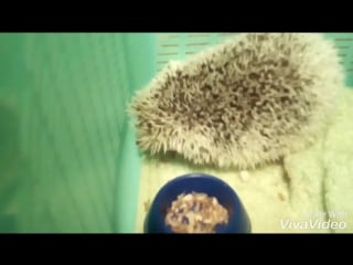 Фрося кушает таракана и зофобас )