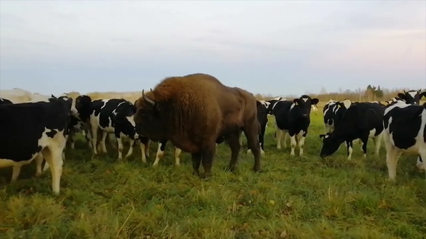 В глубокском районе зубр прибился к стаду коров (1)