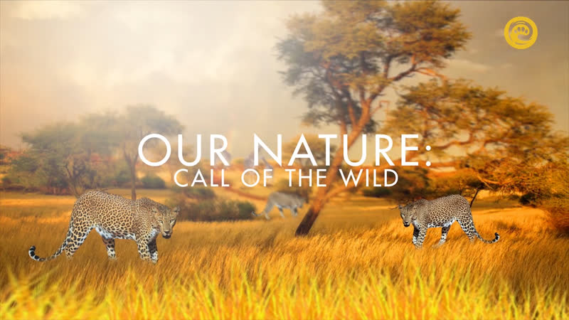 Зов дикой природы (2020) hd 1080