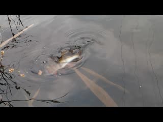 Sl mo vid 20191107 153105 mp4