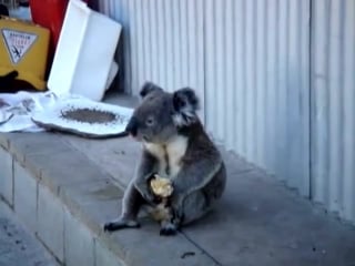 Sad koala eats an apple, looks back on his life