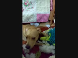 Vid 20181118 221402(0) mp4