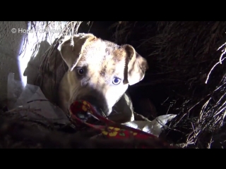 Homeless pit bull gives birth in a den during a massive rainstorm so many puppi