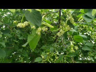 Липа цветет