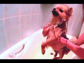 В ванной купаем розу смешное с собаками bathroom buy rosa funny dogs