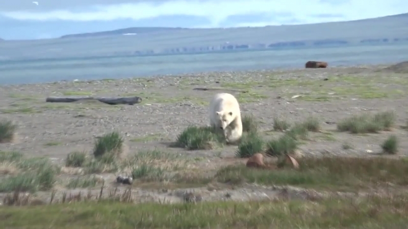 Прогнали белого мишку