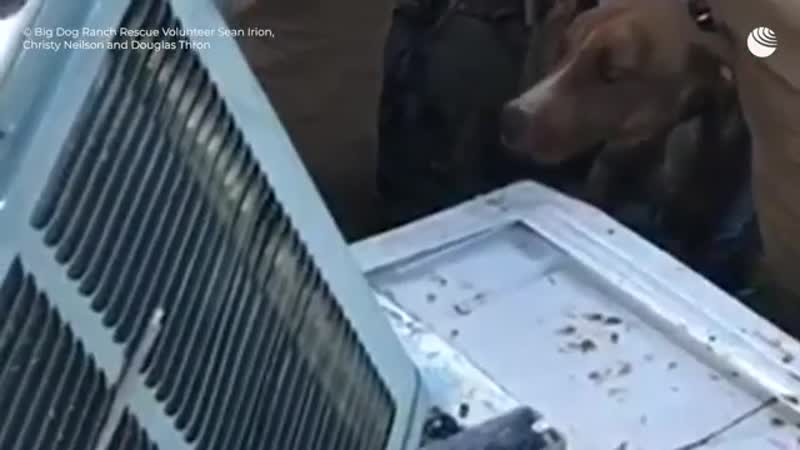 После урагана дориан щенок три недели выживал под обломками дома