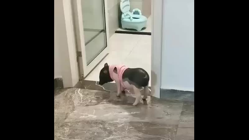Воспитанный свин mp4