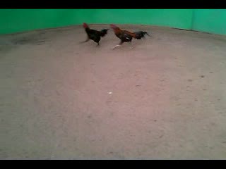 Vid 20160409 072613 mp4