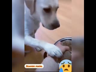 Садака 10 rub on instagram пишите в коммента(mp4) mp4