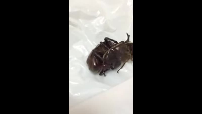 Тараканы трахаются сексом =)