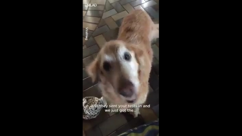 This golden retriever being given 'the news' about her tumour