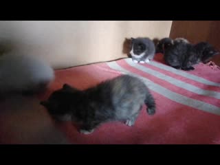 Vid 20200808 101006 mp4