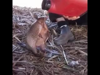 Porn talk back в instagram «giving water to a thirtsy armadillo😍💙 ❤️see more at @sex talk back 🔔 turn on my post noti