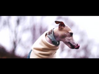 Vienna with whippets