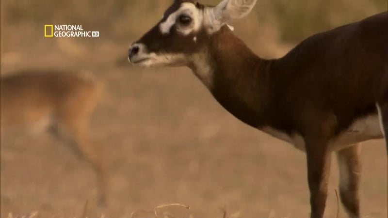 Великие миграции 2 серия из 7 "зов природы" / great migrations (2010)